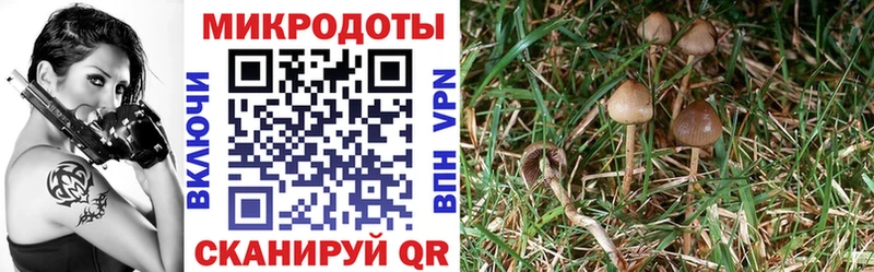 купить наркотики цена  Переславль-Залесский  Псилоцибиновые грибы Psilocybe 